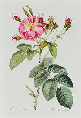 Rosa Tomentosa