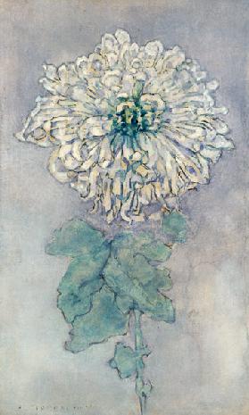 Chrysanthemum