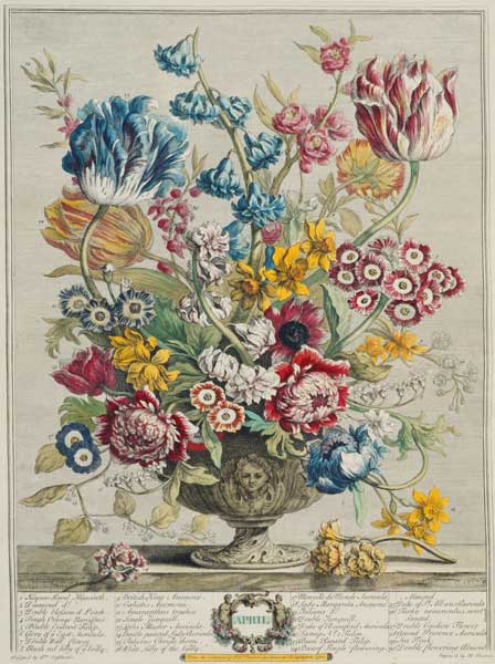 April, from 'Twelve Months of Flowers', by Robert Furber (c.1674-1756), engraved by Henry Fletcher ( à Pieter Casteels