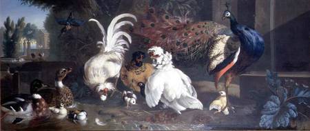 A Peacock, Chickens, Ducks and a Kingfisher à Pieter Casteels