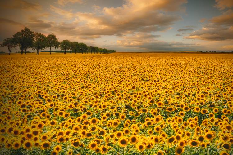 Sunflowers à Piotr Krol Bax