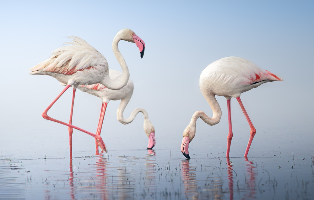 Greater Flamingos à Rahul Wedpathak