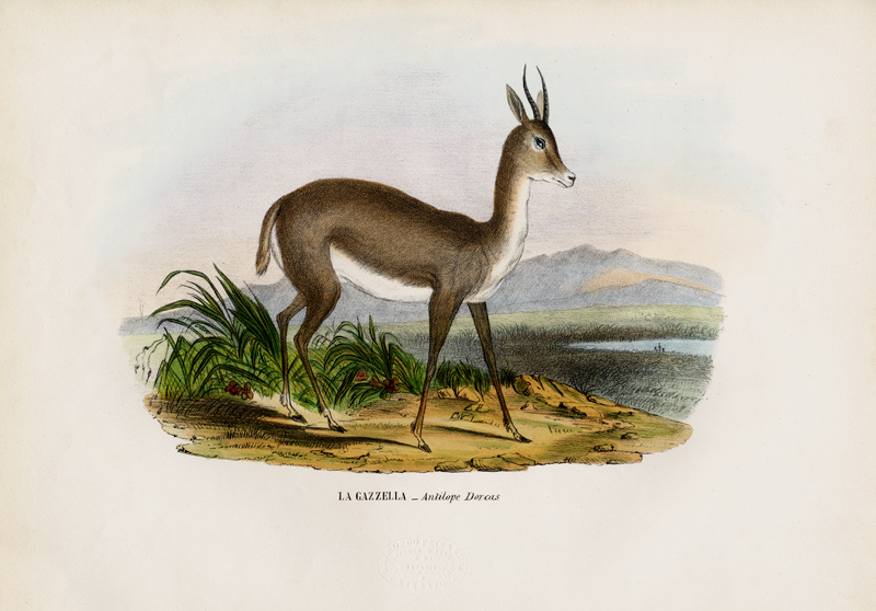 Arabian Gazelle à Raimundo Petraroja