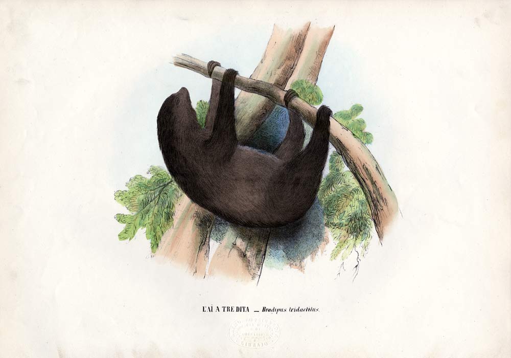 Pale-Throated Sloth à Raimundo Petraroja