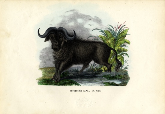 African Buffalo à Raimundo Petraroja