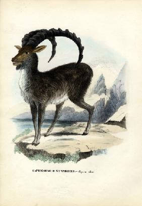 Alpine Ibex