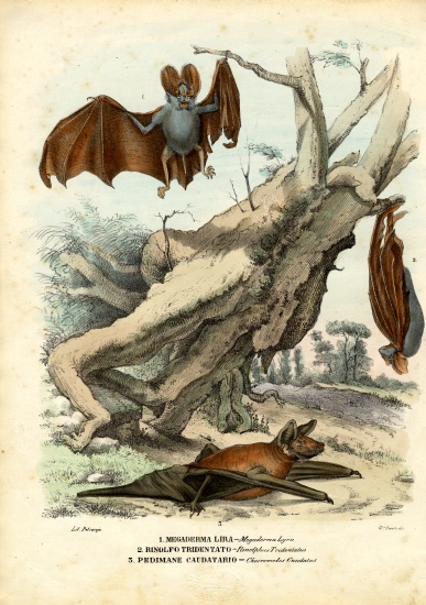 Bats à Raimundo Petraroja