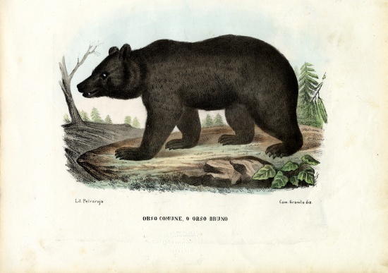 Brown Bear à Raimundo Petraroja