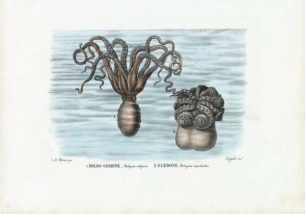 Common Octopus à Raimundo Petraroja