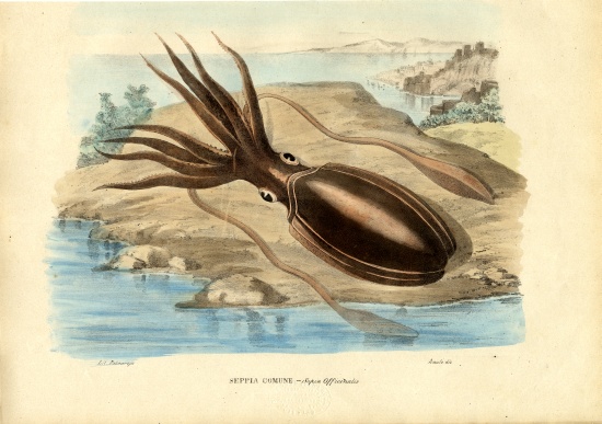 Cuttlefish à Raimundo Petraroja