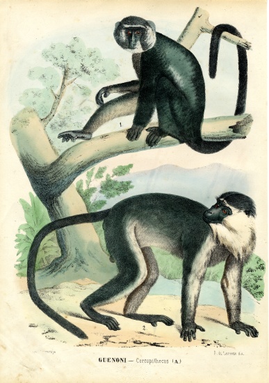 Diana Monkey à Raimundo Petraroja