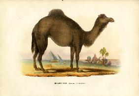 Dromedary