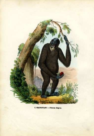 Orangoutan à Raimundo Petraroja