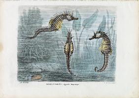 Seahorses