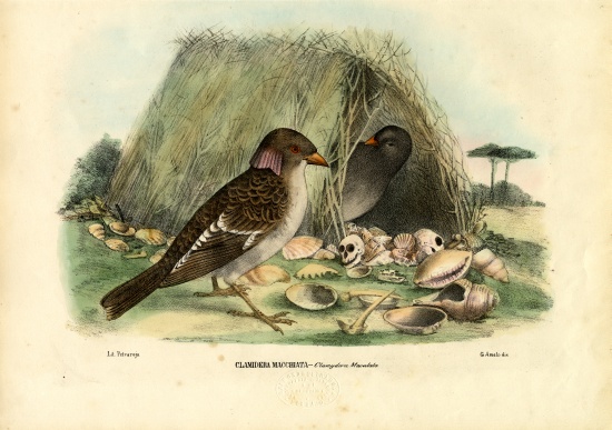 Spotted Bowerbird à Raimundo Petraroja