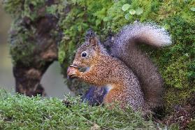 Red Squirrel