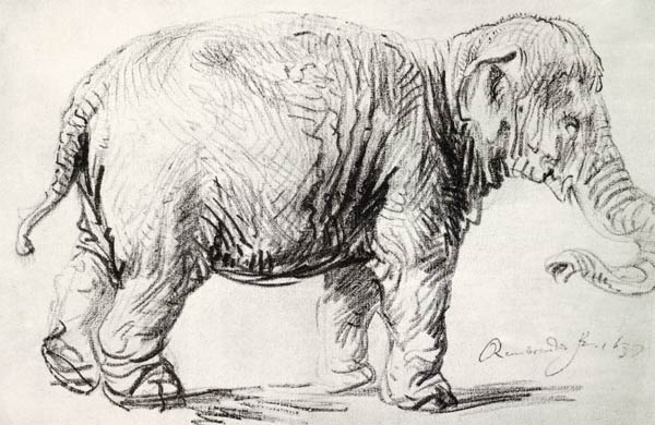 An Elephant à Rembrandt Harmenszoon van Rijn