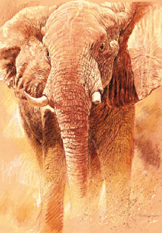 Titre de l‘image : Renato Casaro - Elefant Study