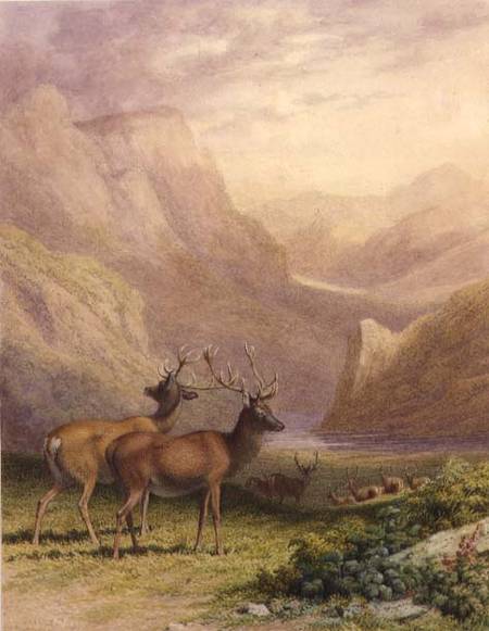 Deer in the Highlands à Robert Hills