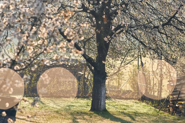 Blühenden Obstbäume im Garten mit Gegenlicht à Robert Kalb