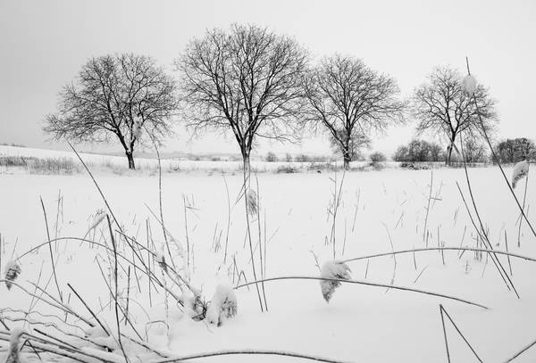 Kahle Baumreihe in Winterlandschaft à Robert Kalb