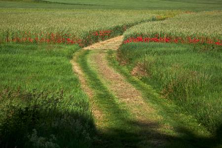 Güterweg durch ein Getreidefeld mit Mohnblumen