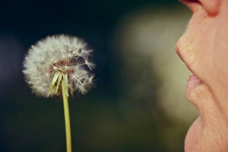 Pusteblume mit Gesicht einer Frau