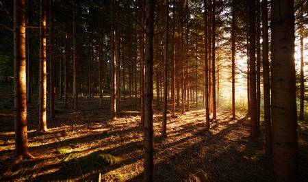 Romantischer Wald mit Streiflicht im Herbst