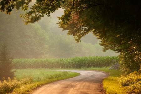 Romantischer Weg durch ein Wald im goldenen Licht