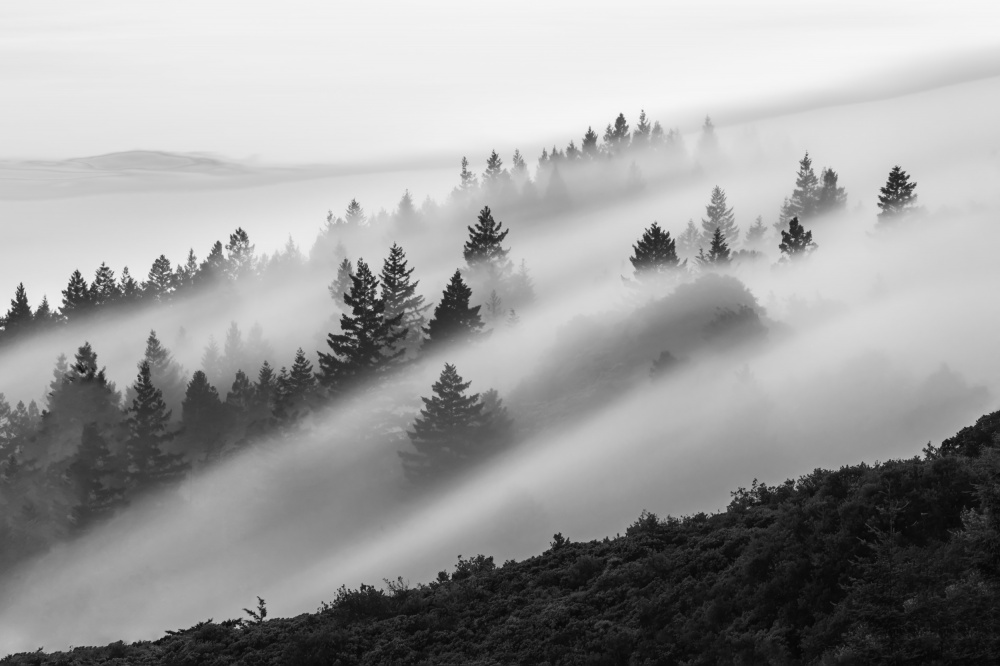 Flowing Fog à Ryan Li