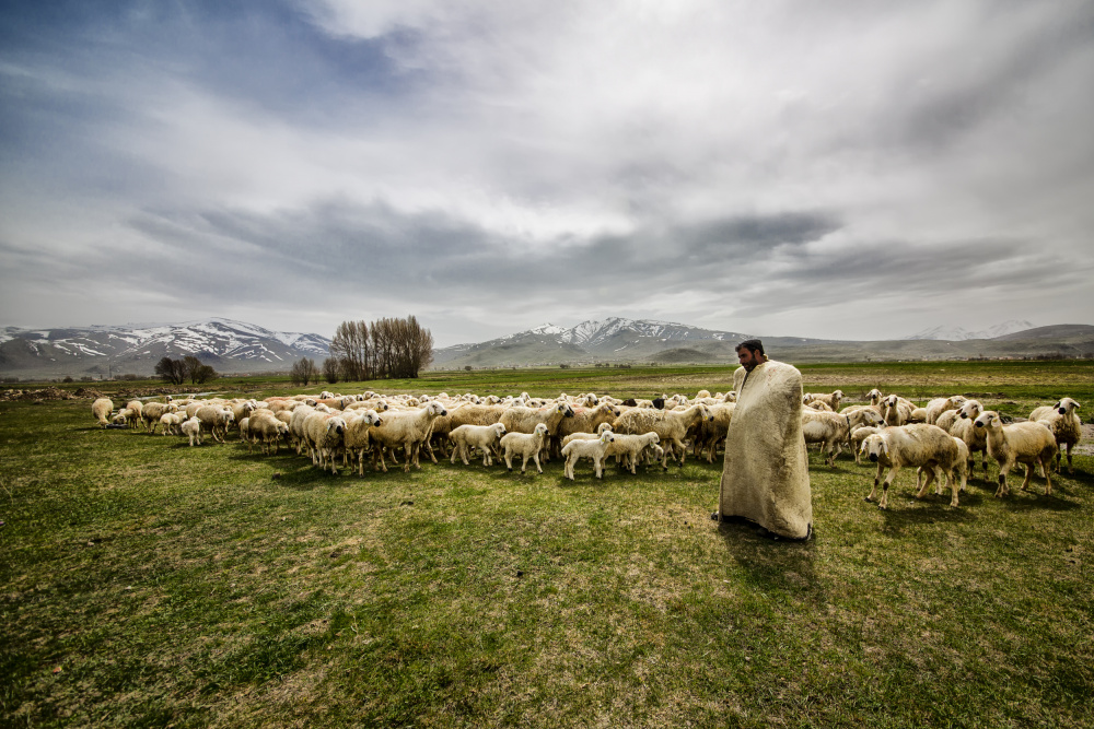 shepherd à S. Aktrk