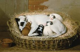 Bitch with her Puppies in a Wicker Basket