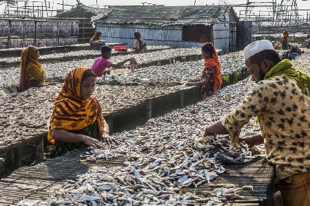 Dry Fish Sorting