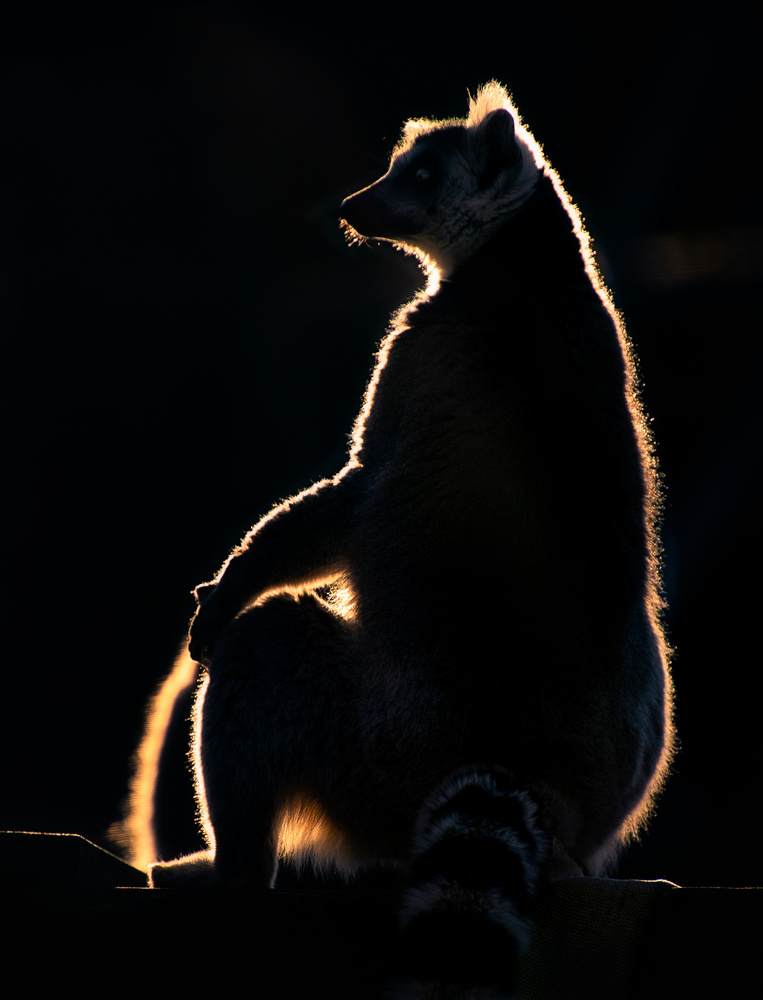 Lemur at sunset à Santiago Pascual Buye