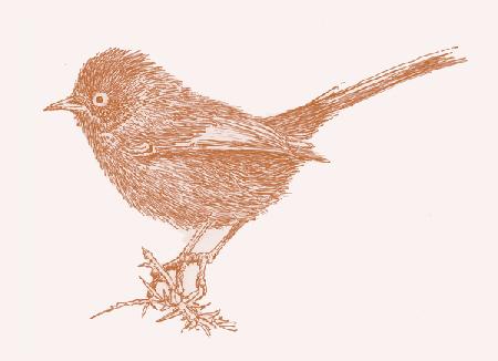 Dartford Warbler