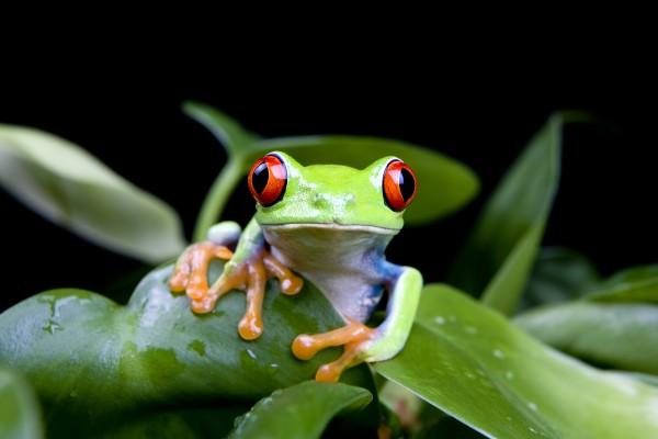 frog in plant isolated on black à Sascha Burkard