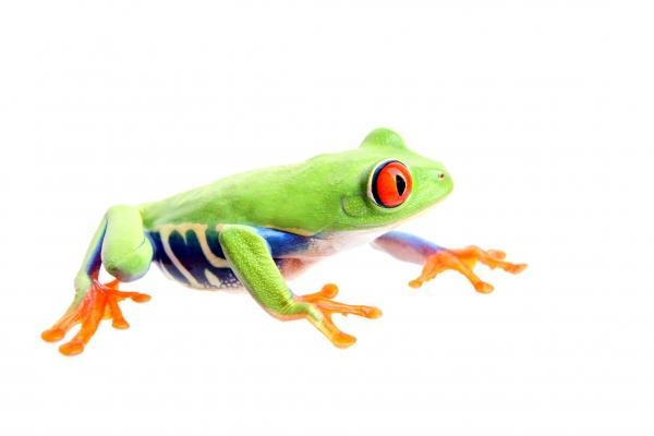 frog isolated on white à Sascha Burkard