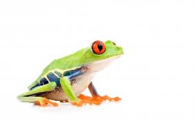 red-eyed tree frog isolated on white