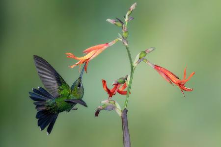 A Green-crowned Brilliant