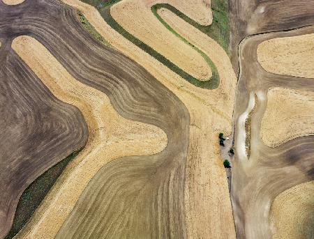 Wheat field