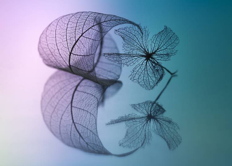 Story of leaf and flower - Shihya Kowatari