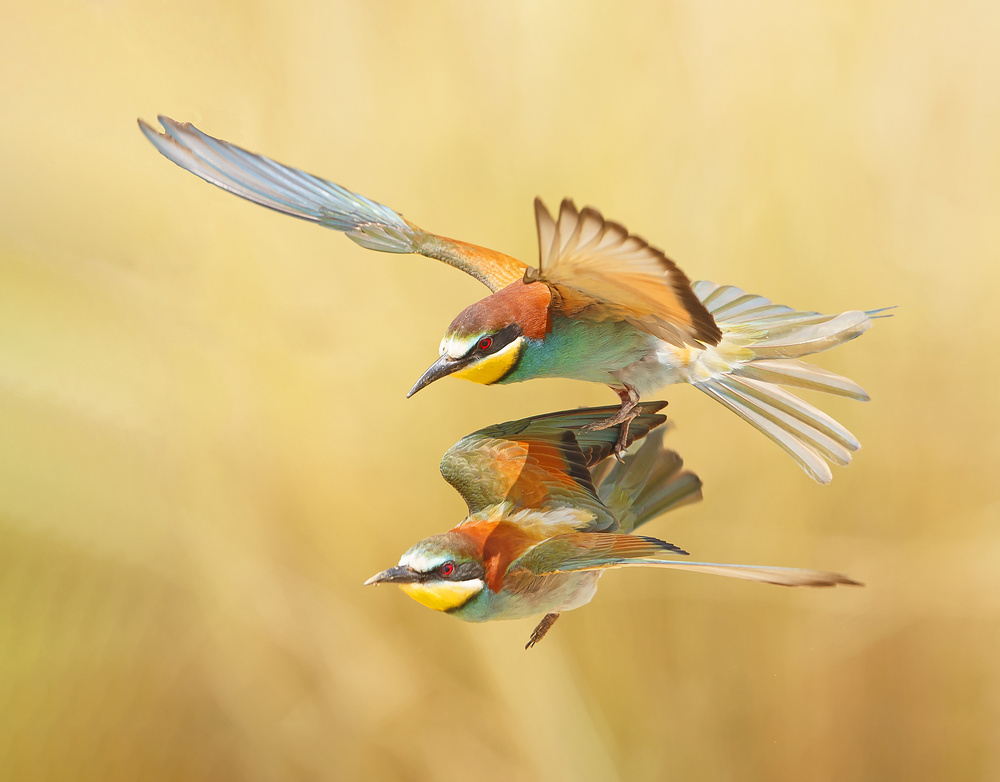 Bee-eaters - couple flying together à Shlomo Waldmann