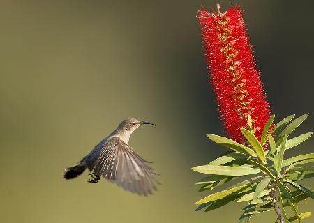 Palestine Sunbird with Kalistemon