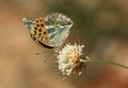 Silver-washed Fritillary