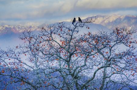 Remaining persimmon