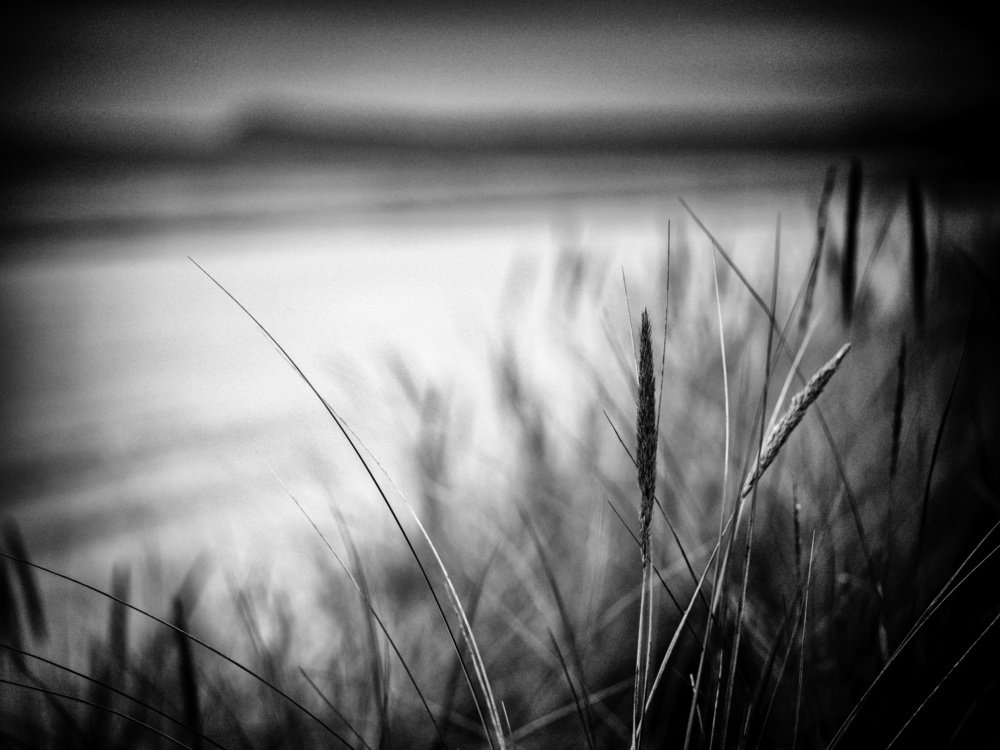 dune grass spot à Stefan Buder