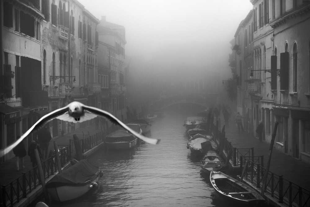 Seagull from the mist à Stefano Avolio