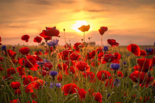 Coquelicots à Steffen  Gierok