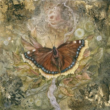 Mourning Cloak Butterfly