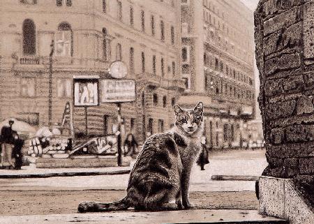 Chat dans la grande ville